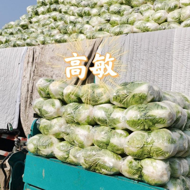 焦作博爱秦白二号大白菜六斤左右个头均匀叶片绿颗型圆