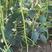 长豆翠绿豆角种子早熟小厚叶无鼠尾嫩绿白条上架快
