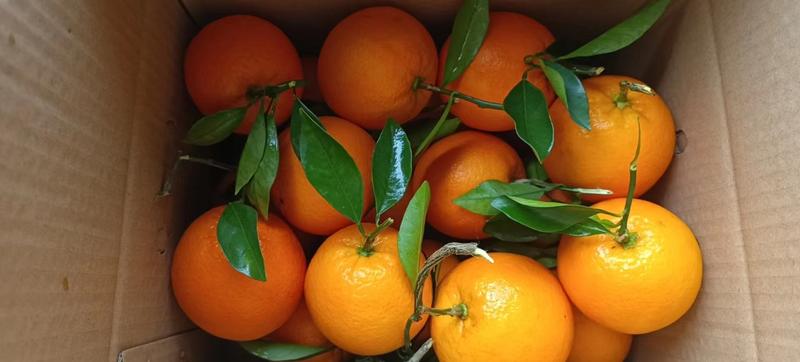 【精蜜】冰糖橙果冻橙手扒橙新鲜橙子农场直发一件代发包邮批