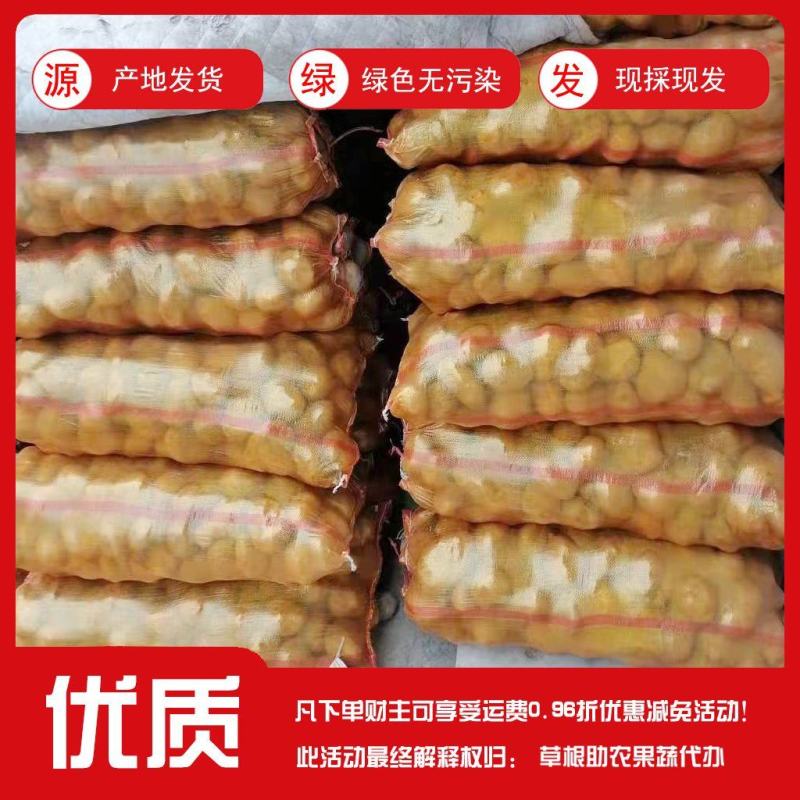 甘肃定西陇薯土豆，货源充足！大量有货！！