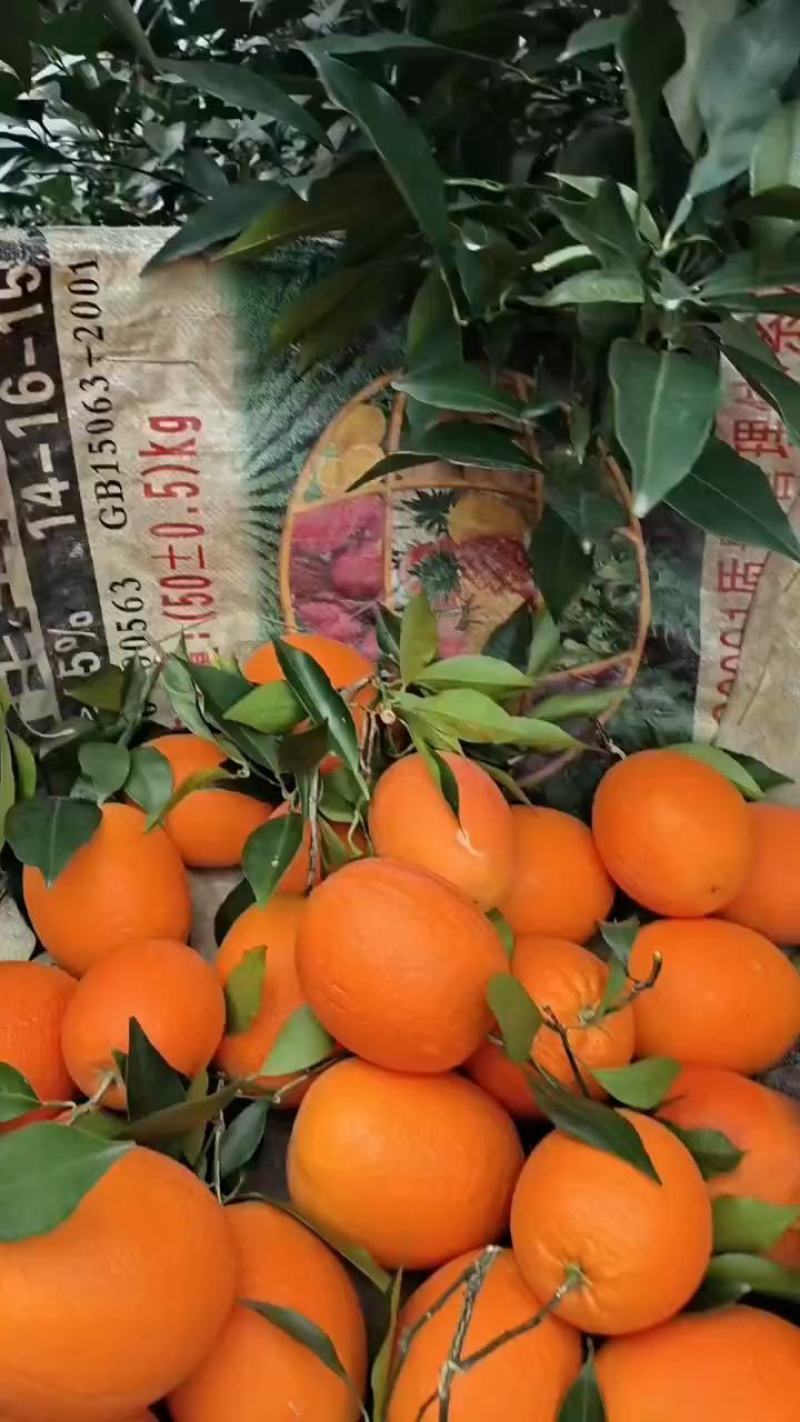 湖北秭归脐橙之乡。长虹个大皮薄。口感香甜。（精品货）