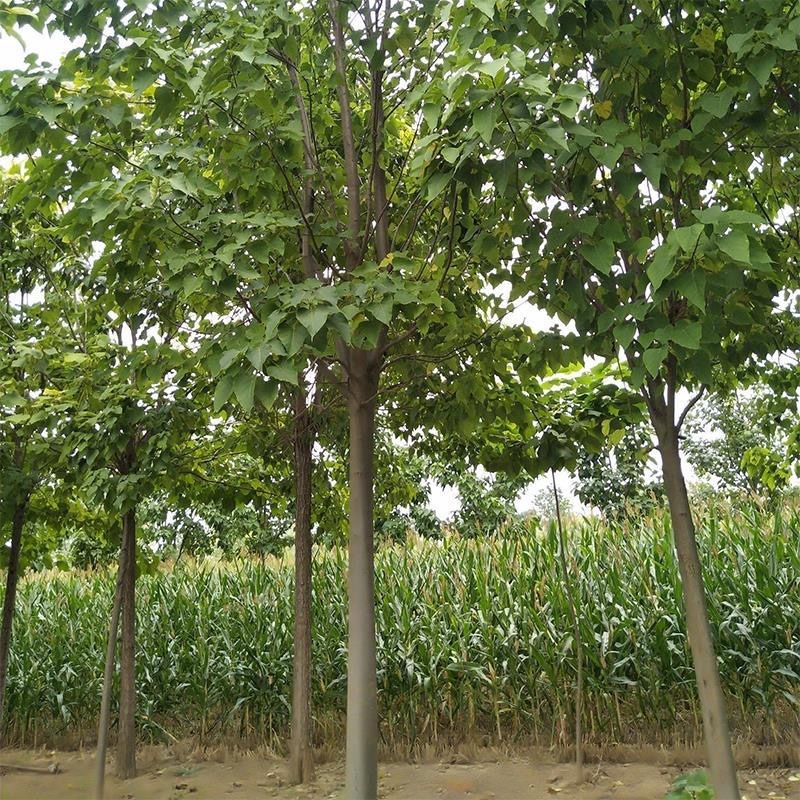 胸径7-13的楸树300棵便宜出售，成活率高