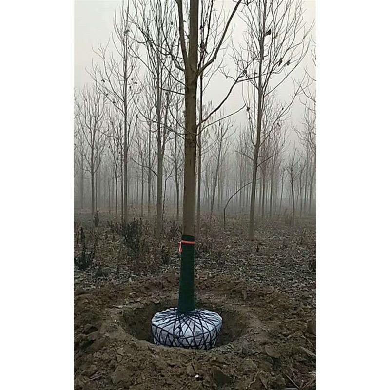 胸径7-13的楸树300棵便宜出售，成活率高