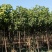 胸径7-13的楸树300棵便宜出售，成活率高