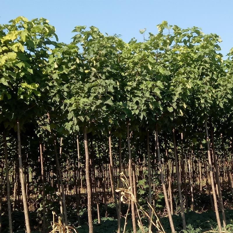 胸径7-13的楸树300棵便宜出售，成活率高