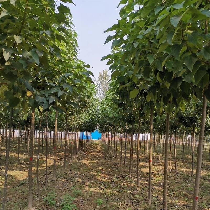 胸径7-13的楸树300棵便宜出售，成活率高