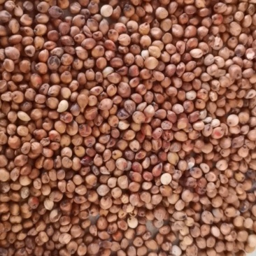 小颗粒糯高粱