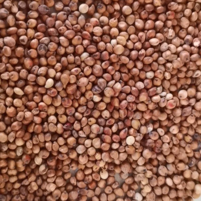 小颗粒糯高粱