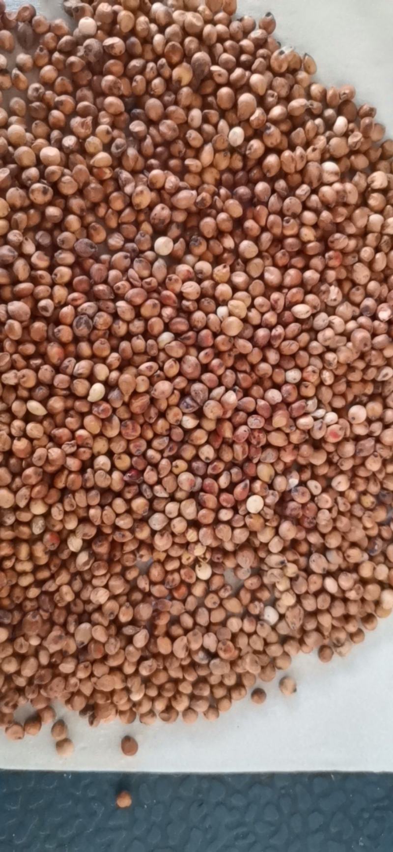 小颗粒糯高粱