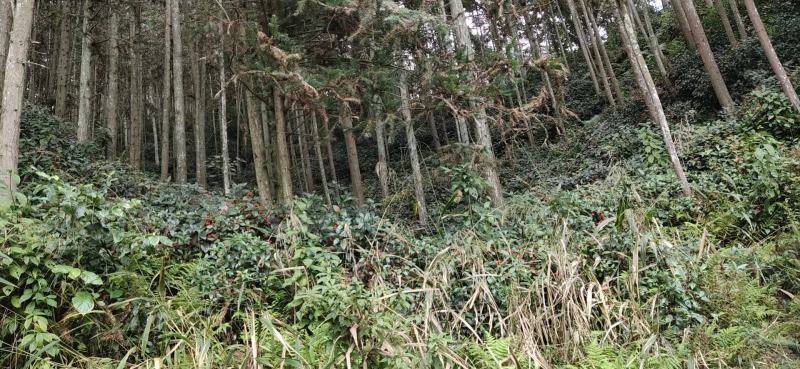 预售2025年新鲜的草珊瑚种子，广西，贵州种子出芽率高