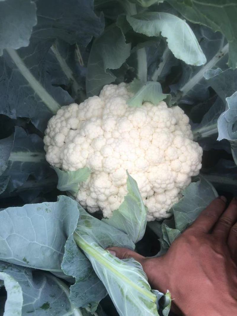 白花菜花广西横州市松花大量上市。欢迎全国各地老板前来采购
