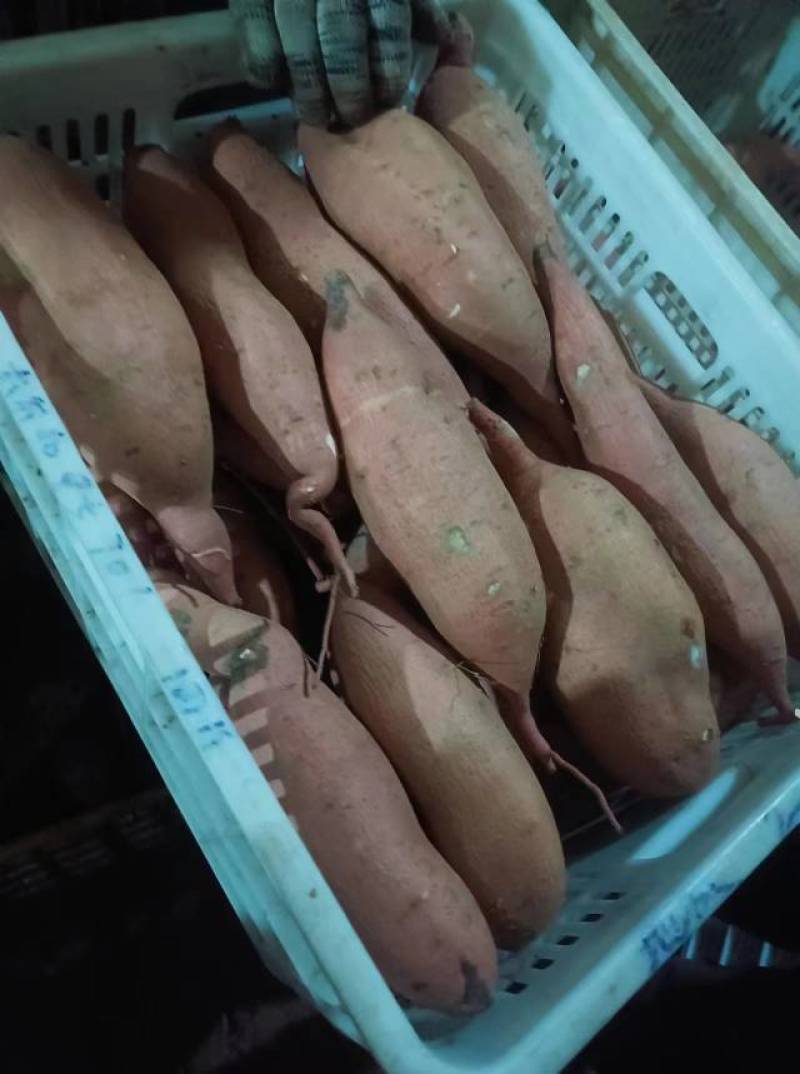河北精品龙薯九号大量现货物美价廉欢迎老板来电详谈