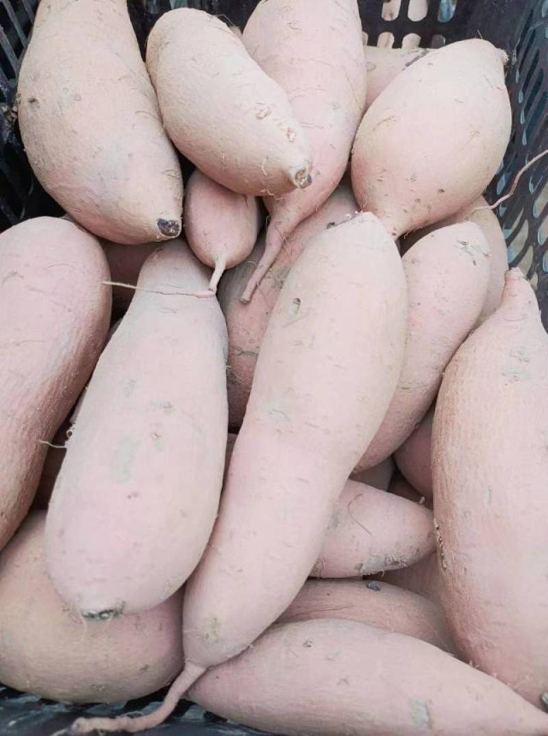 河北精品龙薯九号大量现货物美价廉欢迎老板来电详谈