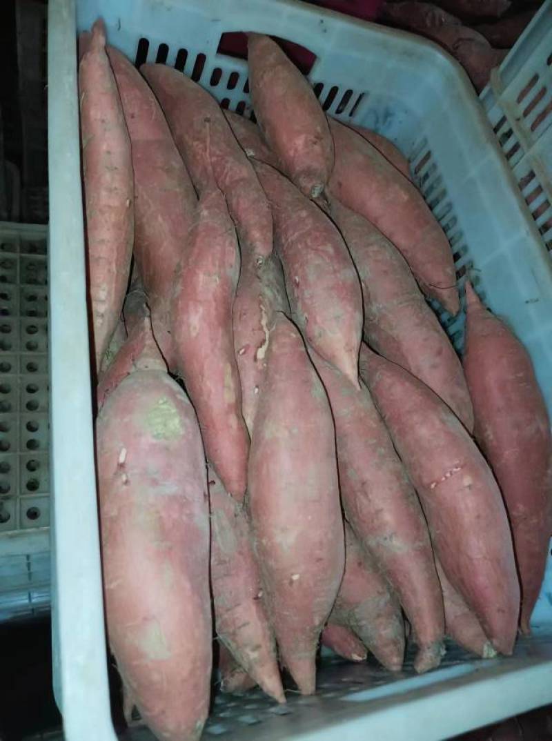 河北精品龙薯九号大量现货物美价廉欢迎老板来电详谈
