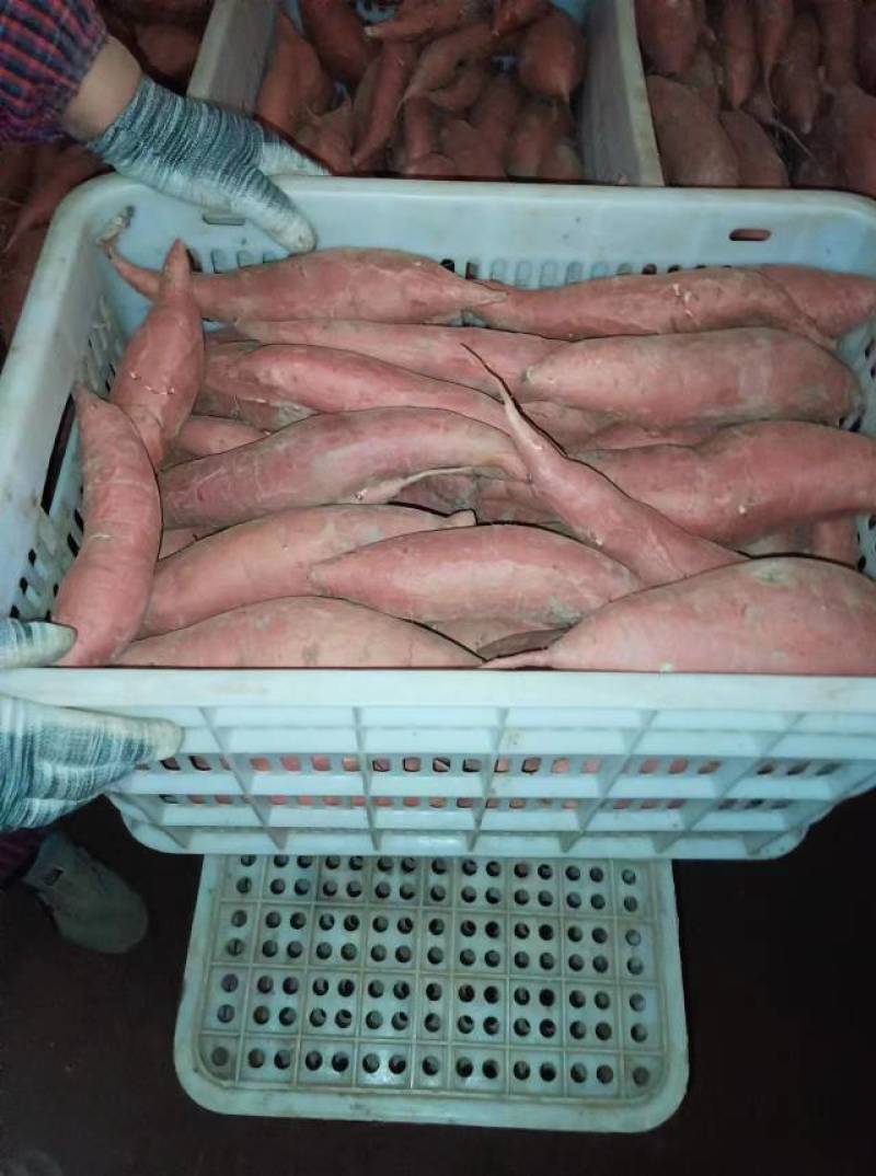 河北精品龙薯九号大量现货物美价廉欢迎老板来电详谈