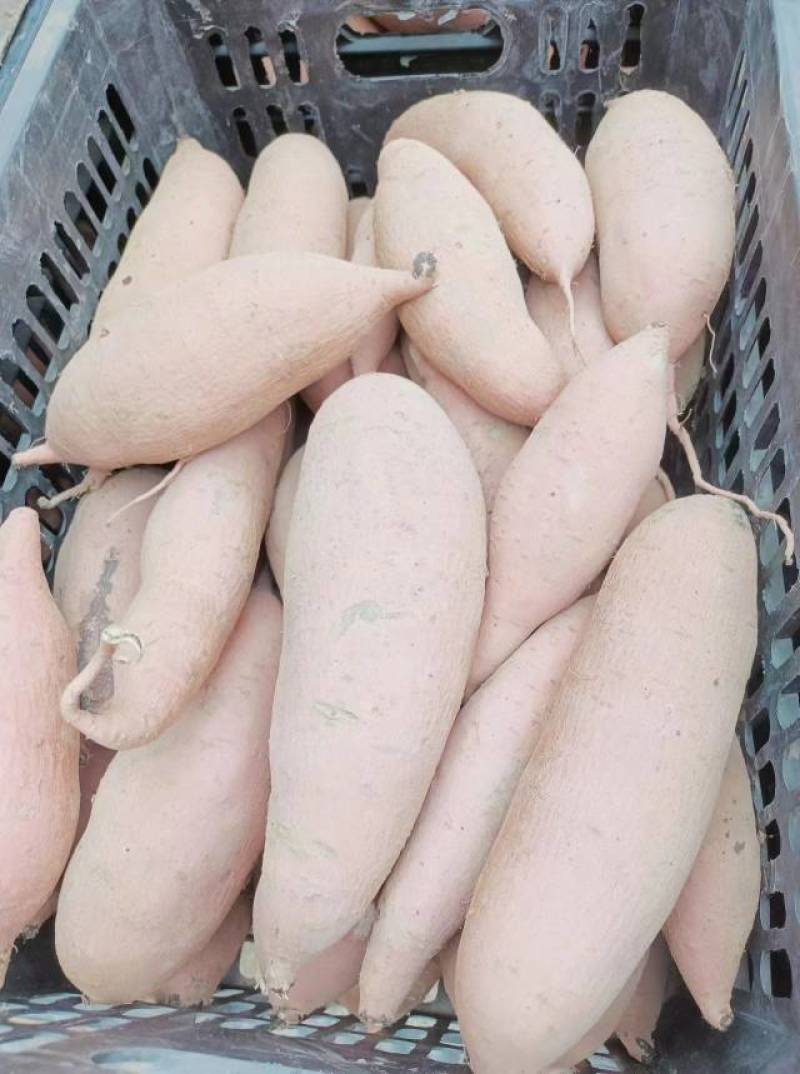 河北精品龙薯九号大量现货物美价廉欢迎老板来电详谈