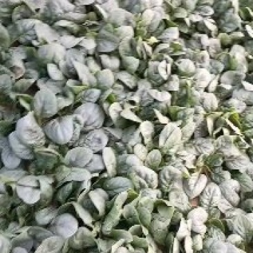 趴地大菠菜，大量货源出售，需要的人可以抓紧时间尽快跟我联