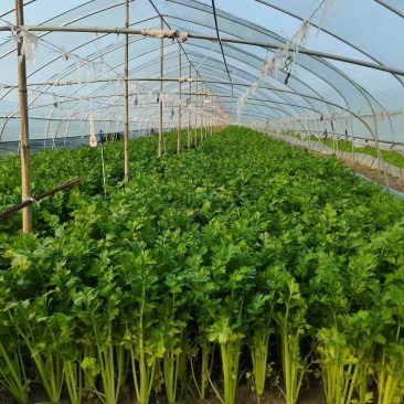 大棚精品芹菜无公害绿色蔬菜超市批发市场
