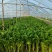 大棚精品芹菜无公害绿色蔬菜超市批发市场