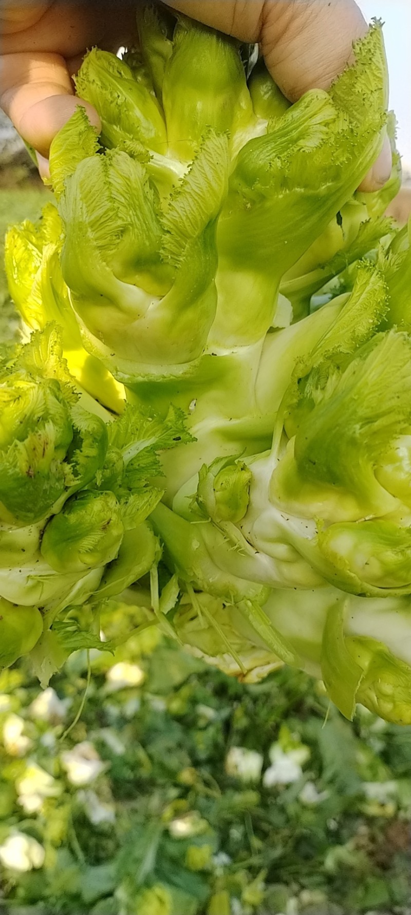 精品儿菜价格便宜
