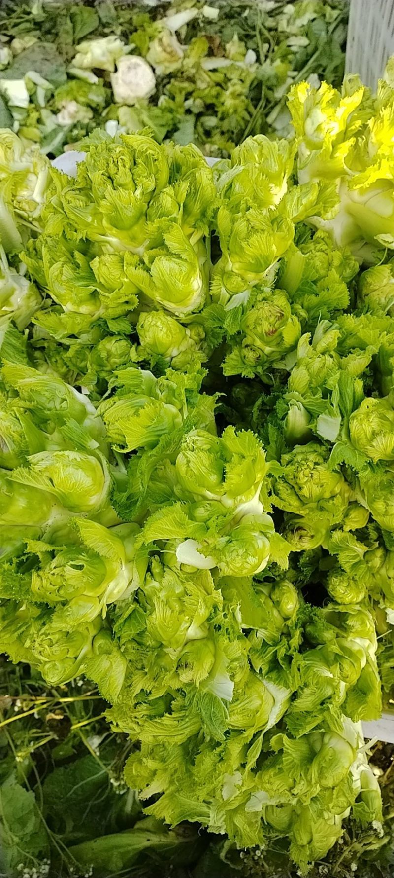 精品儿菜价格便宜