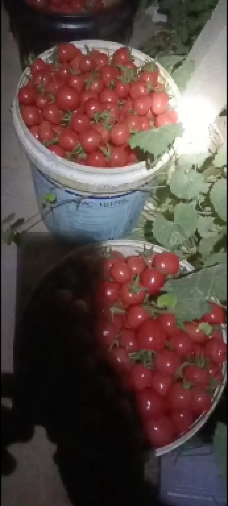 优质圣女果贝贝口感好质量优价格合理。