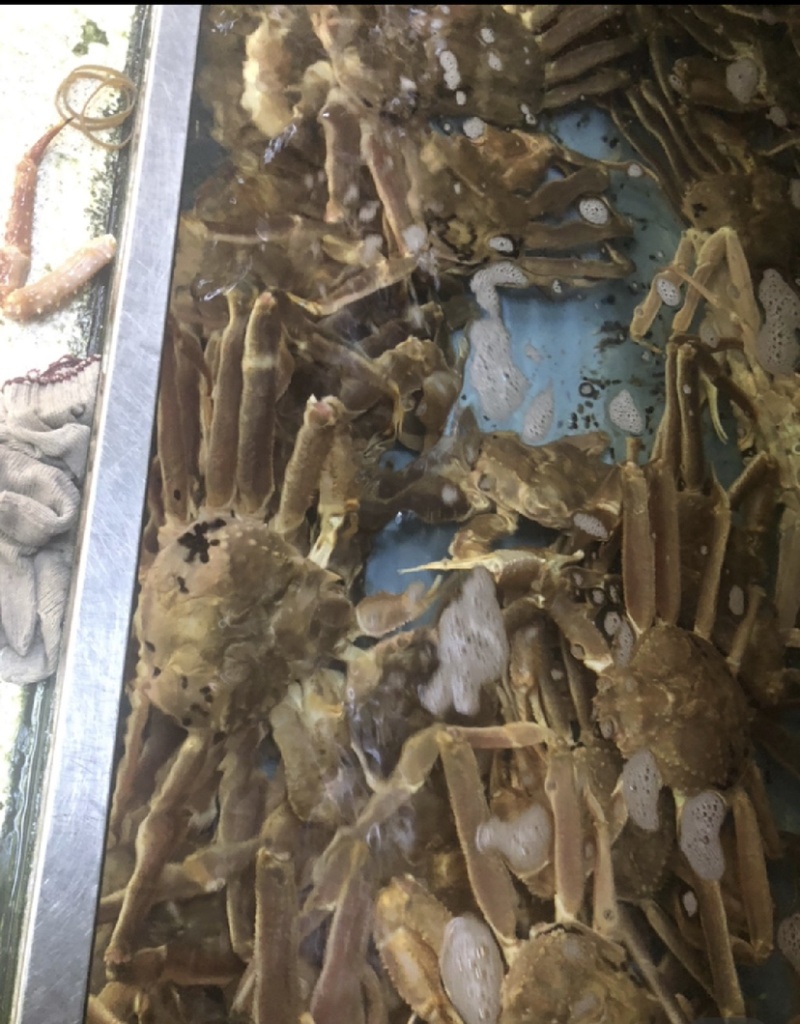 深海速冻板蟹鳕蟹板蟹脚鳕蟹足整只批发价格优惠