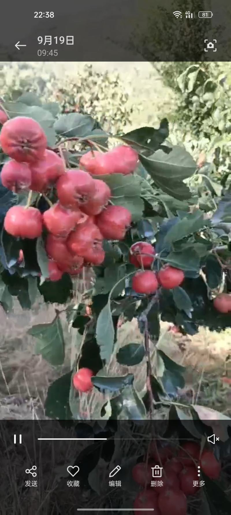 大棉球山楂可用冰糖葫芦个大口感好常年供应坏果包赔