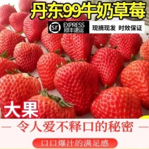 【一件代发】丹东99红颜草莓新鲜水果奶油草莓代办团购批发
