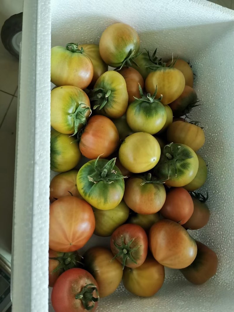 辽L盘锦碱地大柿子精品纯碱地种植自家大棚