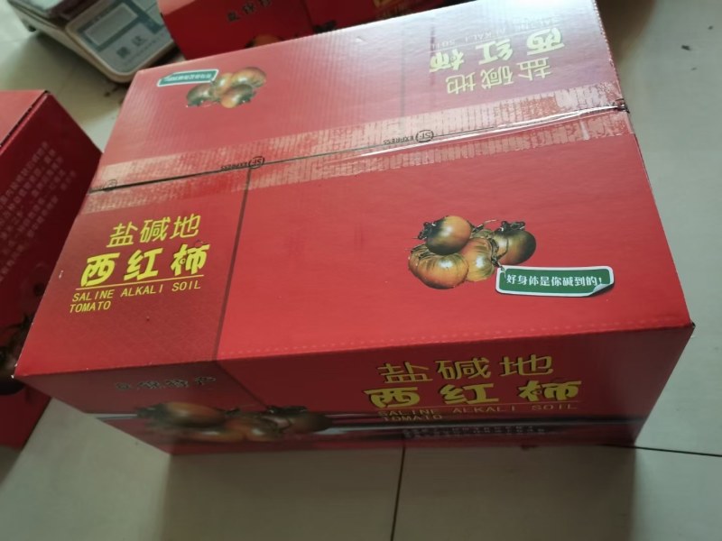 辽L盘锦碱地大柿子精品纯碱地种植自家大棚