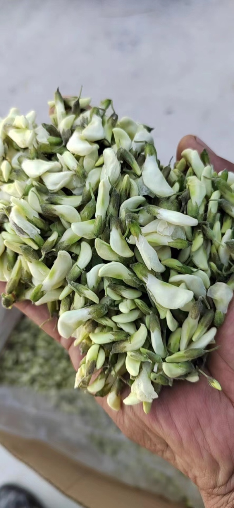 精品速冻槐花，常年供应，现货充足，量大从优