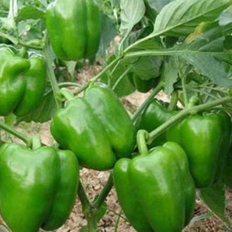 甜椒种子不辣菜椒种子茄门种子农家庭院种植辣椒种子蔬菜种子