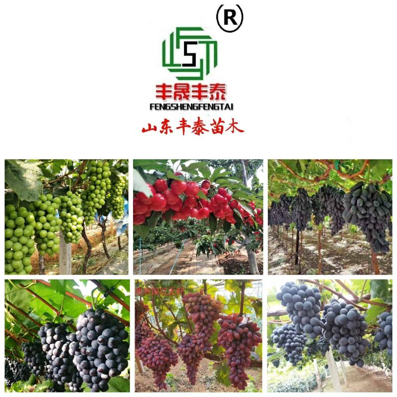 玫瑰香葡萄苗，山东玫瑰香葡萄苗基地，质壮苗纯
