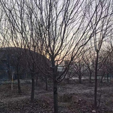 绚丽海棠