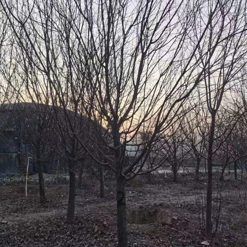 绚丽海棠
