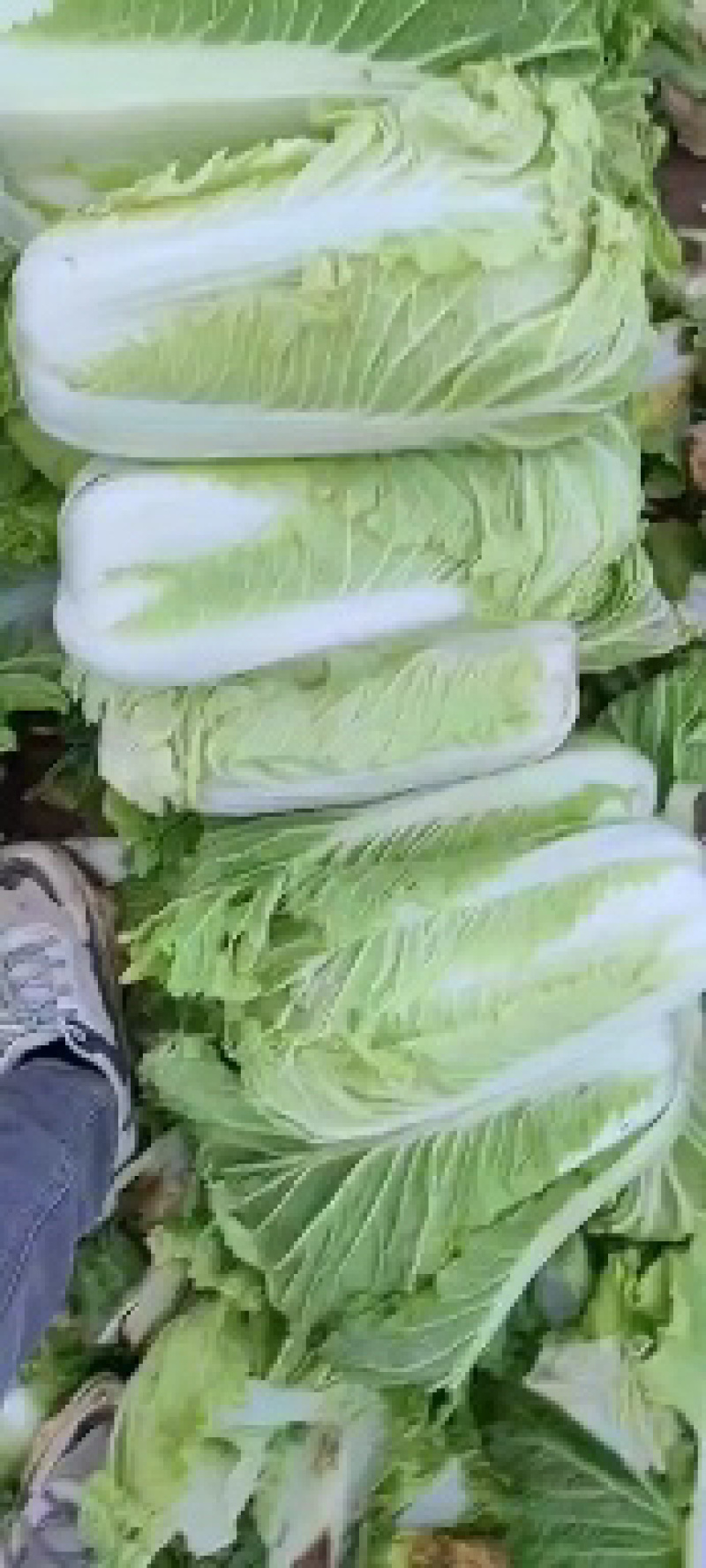 山东肥城市北京三号白菜大量上市产地直发
