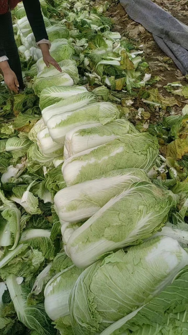 山东肥城市北京三号白菜大量上市产地直发