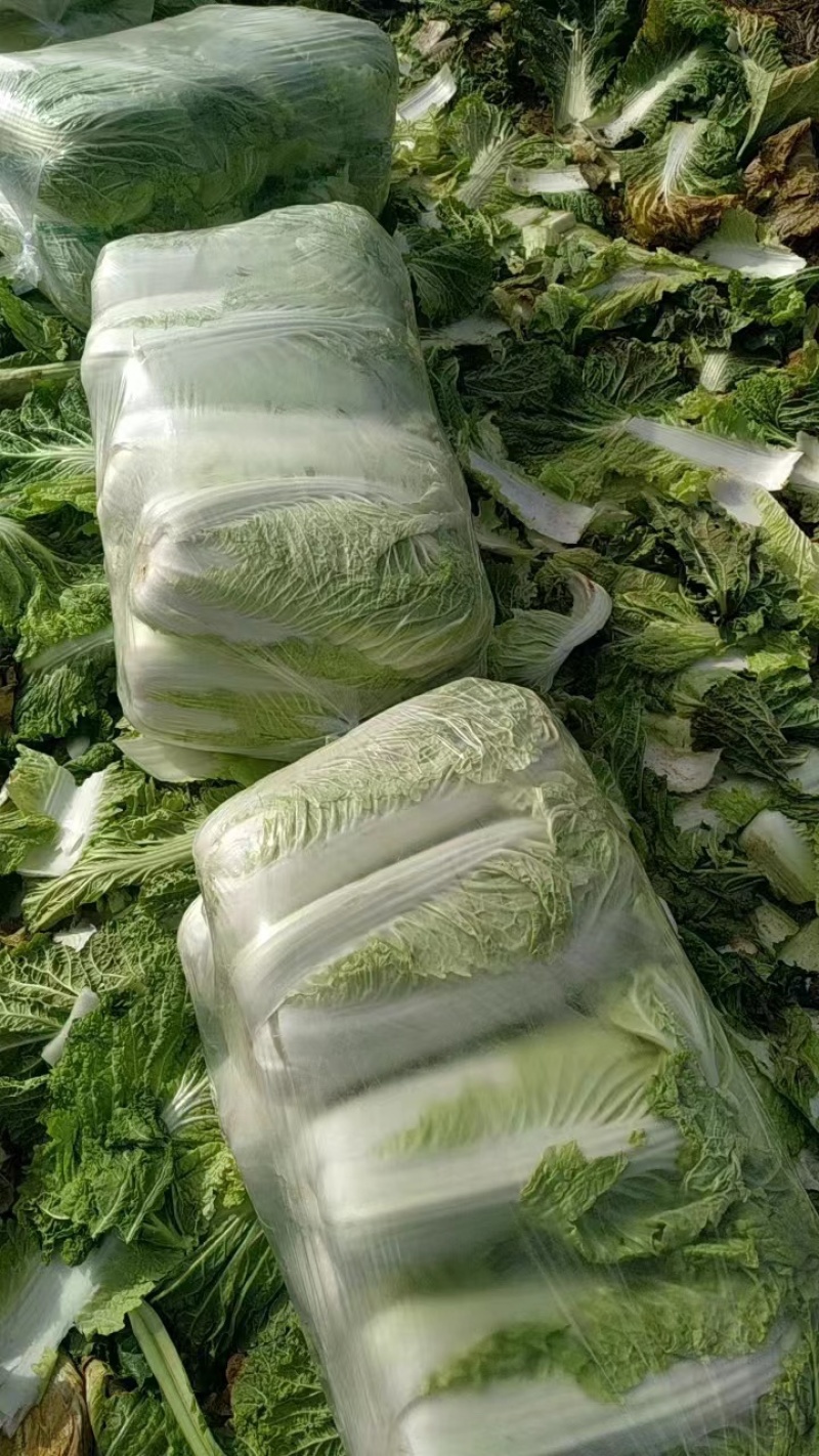 山东肥城市北京三号白菜大量上市产地直发