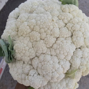肥城新鲜菜花大量上市产地直供全国可发