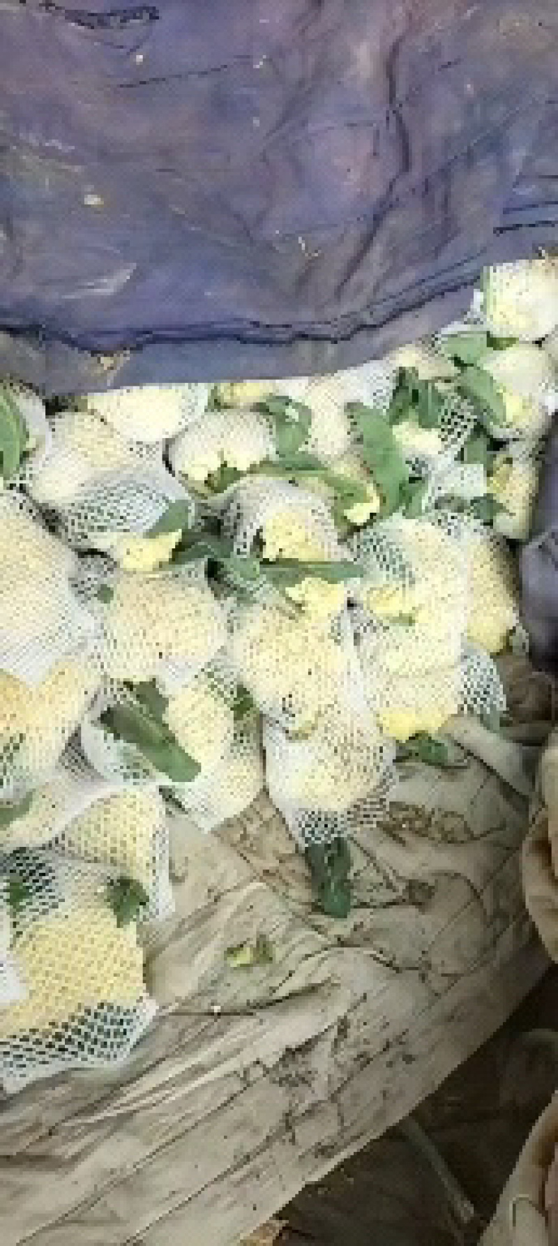 肥城新鲜菜花大量上市产地直供全国可发