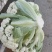 肥城新鲜菜花大量上市产地直供全国可发