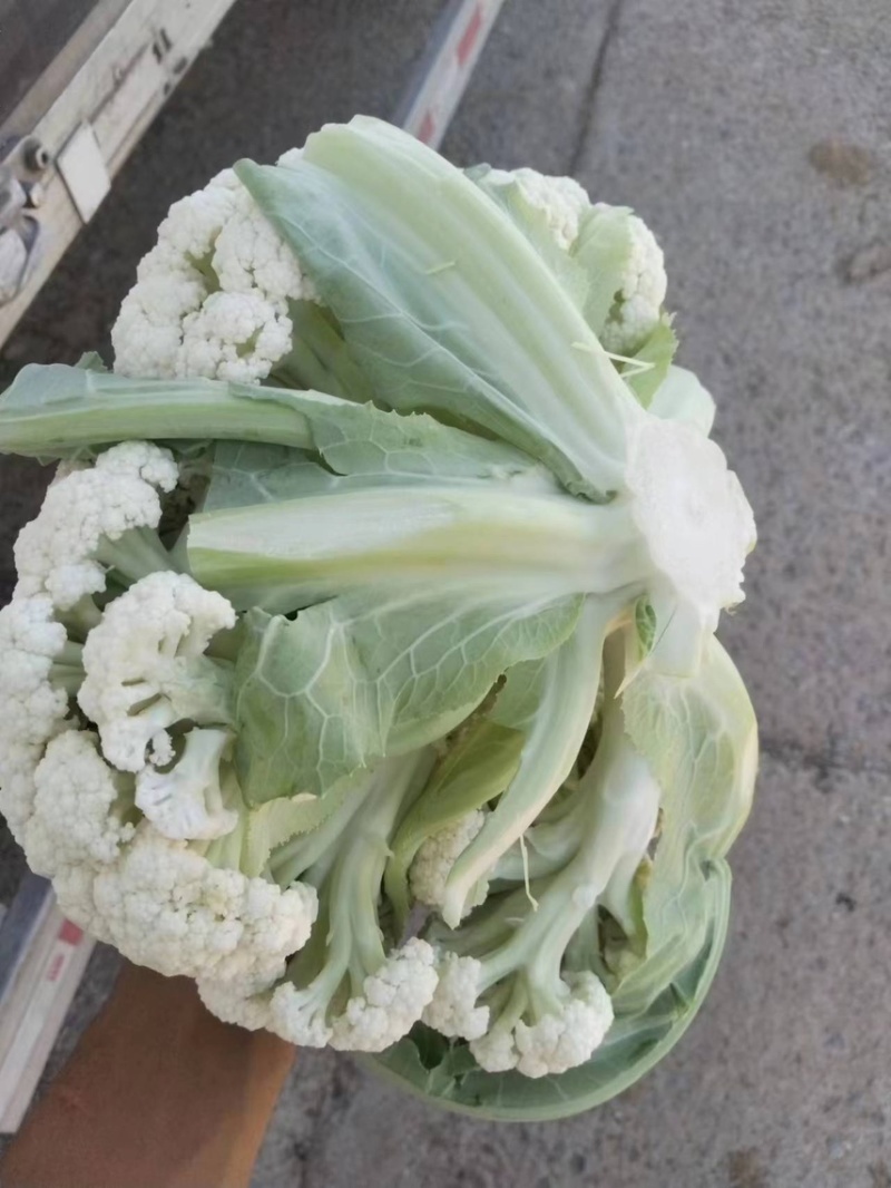 肥城新鲜菜花大量上市产地直供全国可发