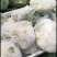肥城新鲜菜花大量上市产地直供全国可发
