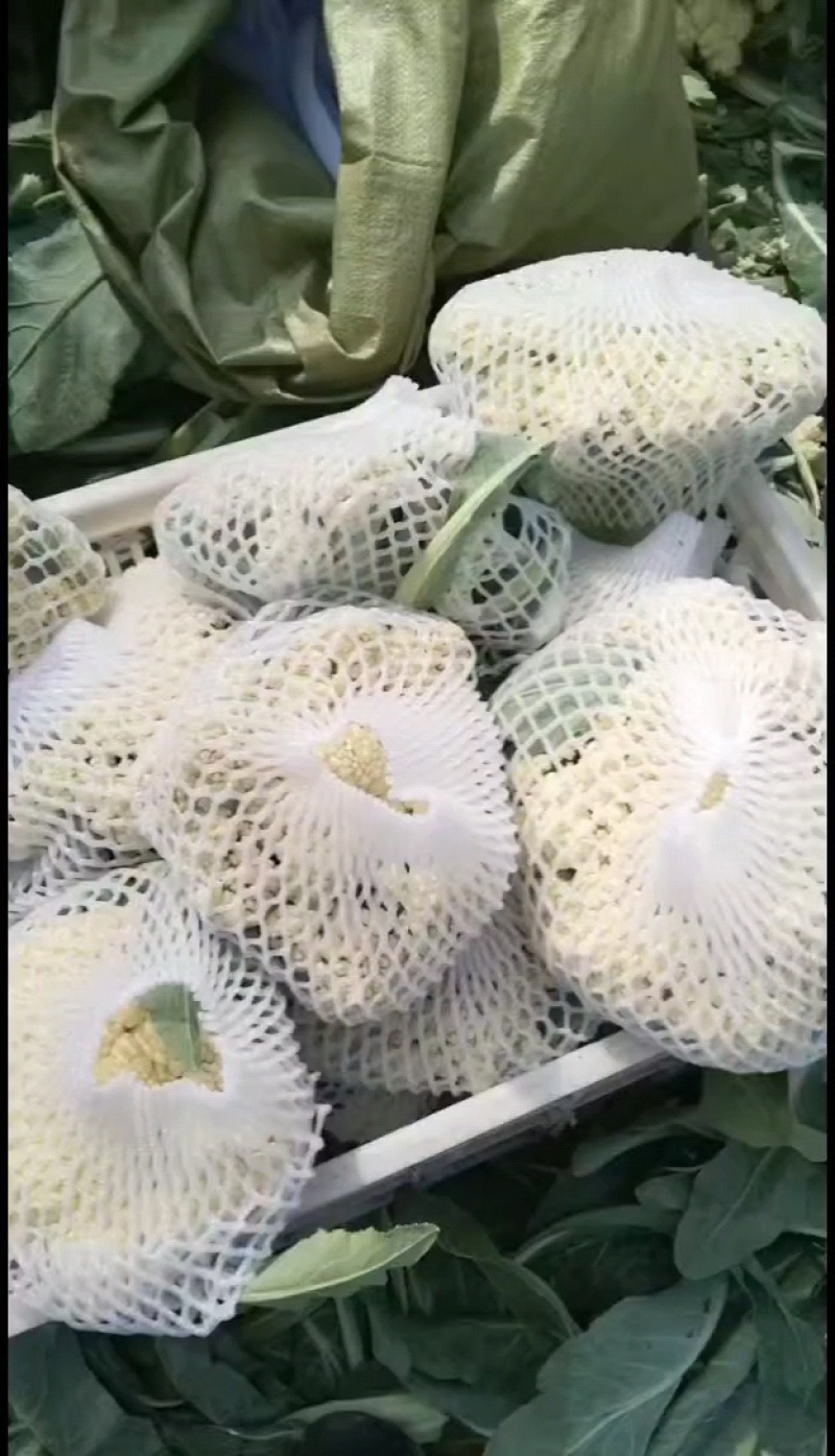 肥城新鲜菜花大量上市产地直供全国可发