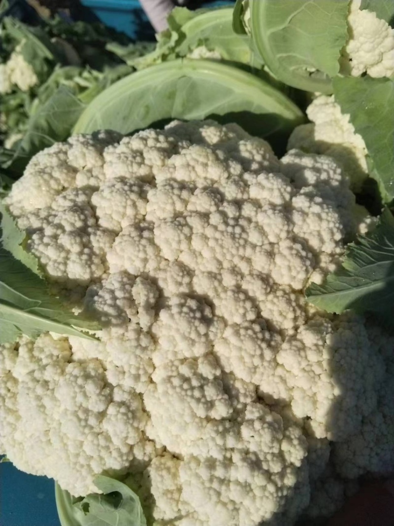 肥城新鲜菜花大量上市产地直供全国可发