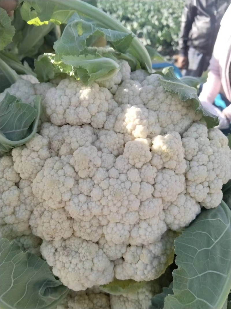 肥城新鲜菜花大量上市产地直供全国可发