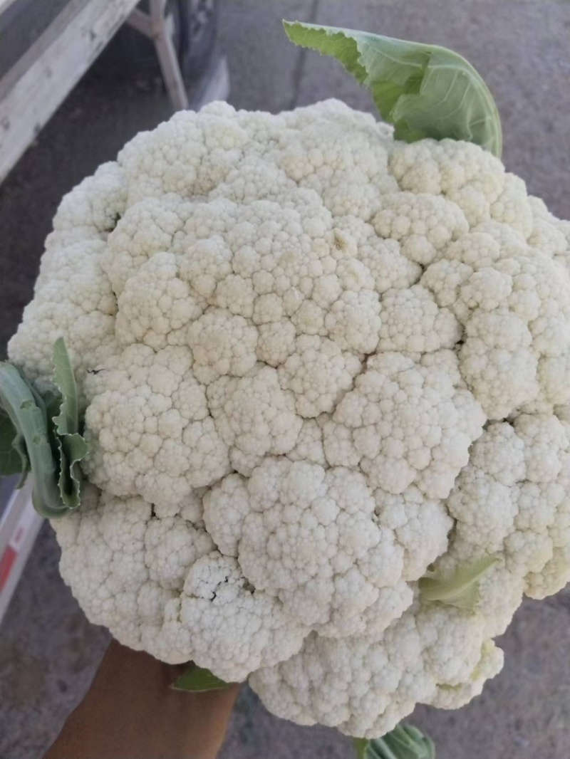 肥城新鲜菜花大量上市产地直供全国可发