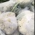 肥城新鲜菜花大量上市产地直供全国可发