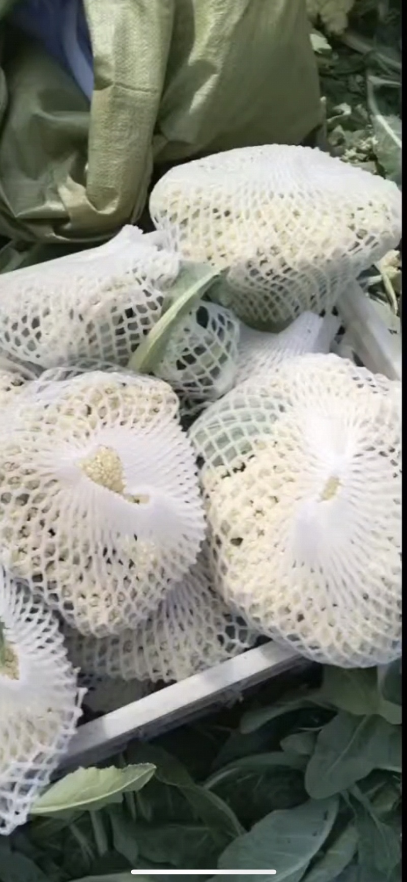 肥城新鲜菜花大量上市产地直供全国可发